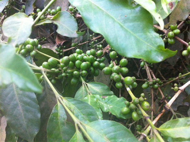 Зеленые не созревшие плоды кофейного дерева