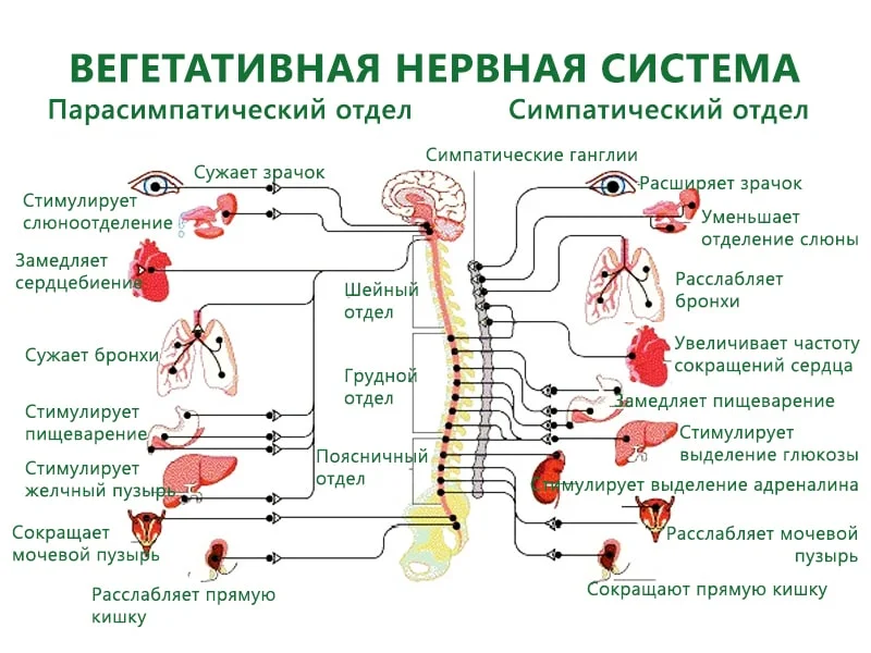 Схема работы вегетативной нервной системы (ВНС)